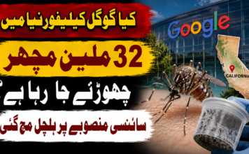 کیا گوگل کیلیفورنیا میں 32 ملین مچھر چھوڑنے جا رہا ہے؟ سائنسی منصوبے پر ہلچل مچ گئی