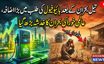 تیل بحران کے بعد بائیو فیول کی طلب میں بڑا اضافہ، عالمی خوراکی بحران کا خدشہ بڑھ گیا