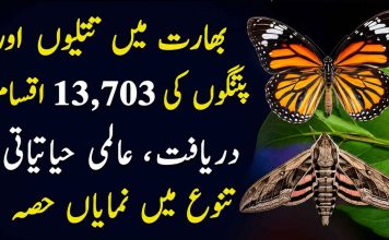 بھارت میں تتلیوں اور پتنگوں کی 13,703 اقسام دریافت، عالمی حیاتیاتی تنوع میں نمایاں حصہ